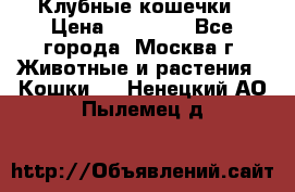 Клубные кошечки › Цена ­ 10 000 - Все города, Москва г. Животные и растения » Кошки   . Ненецкий АО,Пылемец д.